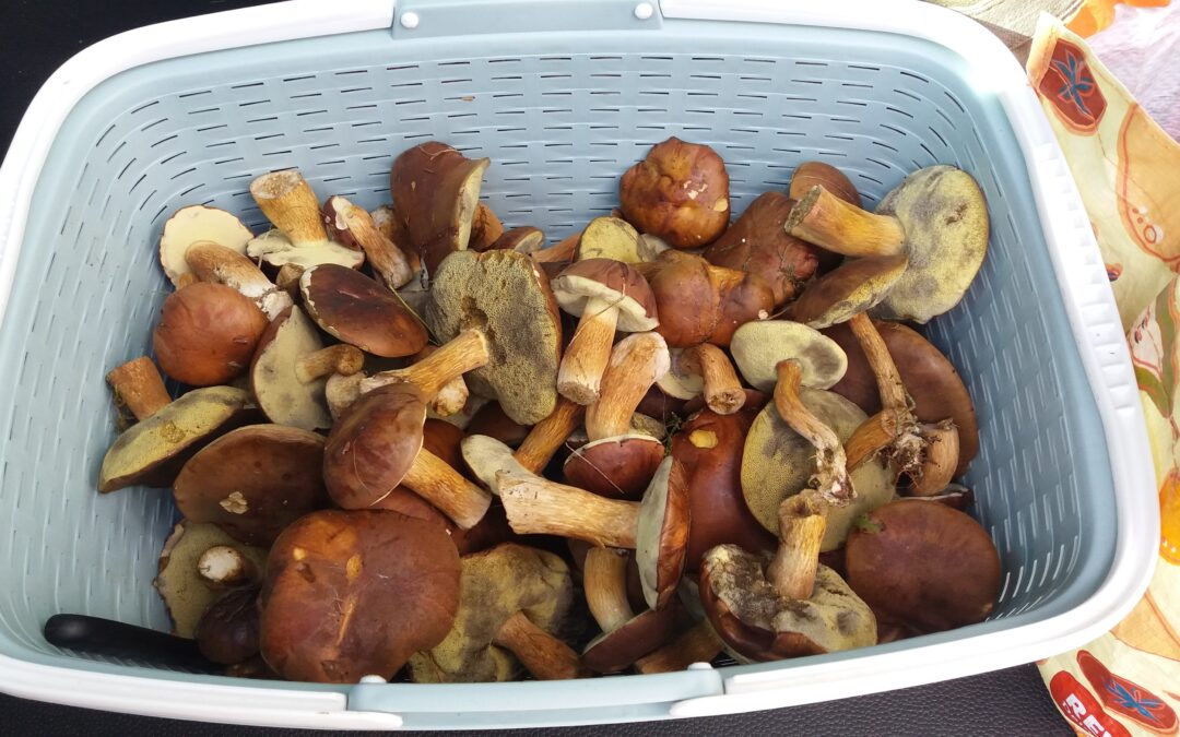 Ab in die Pilze